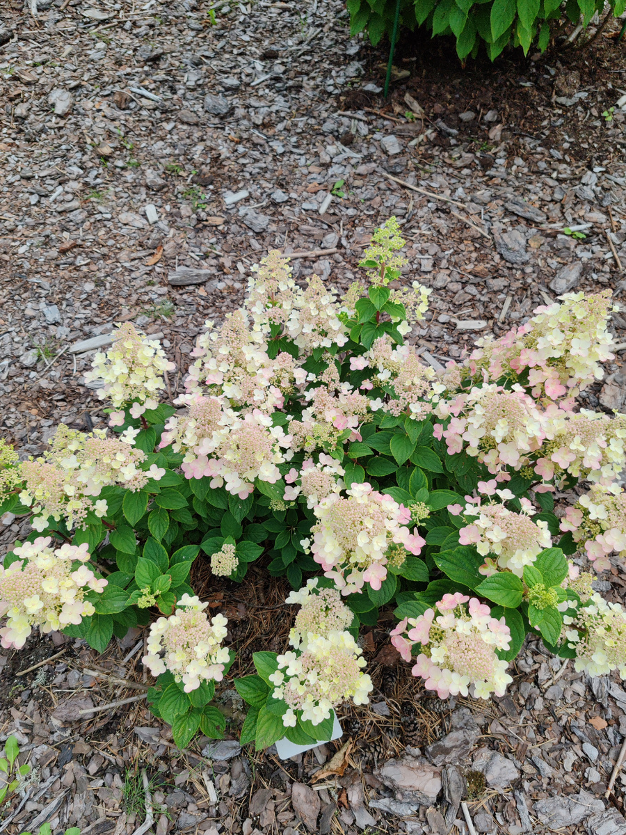 Низкорослый сорт метельчатой гортензии Би Хеппи должен быть в каждом саду. В высоту не более 50см и в ширину до метра. Соцветия состоят из фертильных и стерильных цветков 50 /50. С наступлением прохладных ночных температур, цвет соцветий из зелёного меняется на розовый и осенью может быть ярко-малиновым🌺🌺🌺Би Хеппи обладает приятным сладким ароматом, отличный медонос