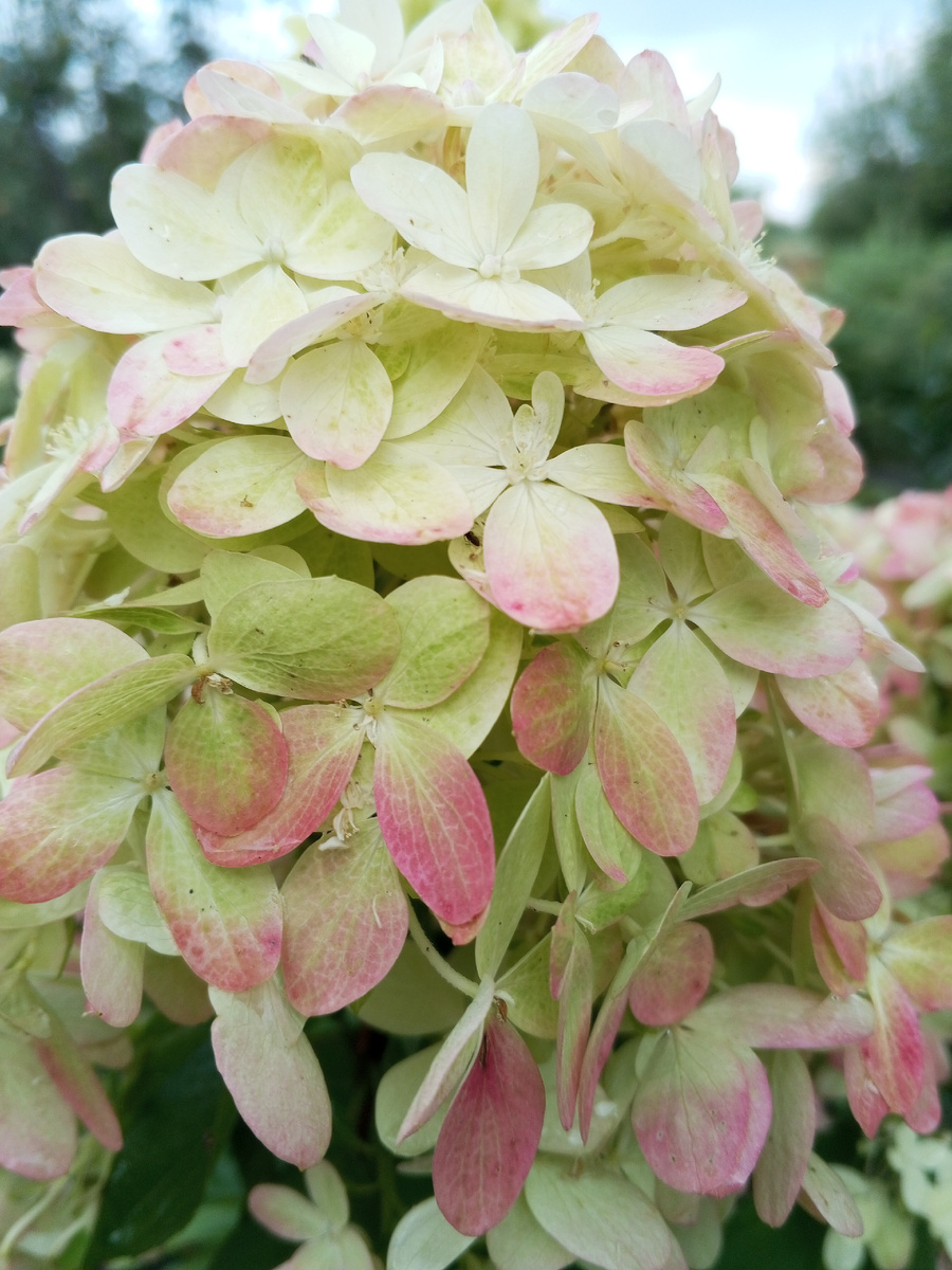 Гортензия Геркулес