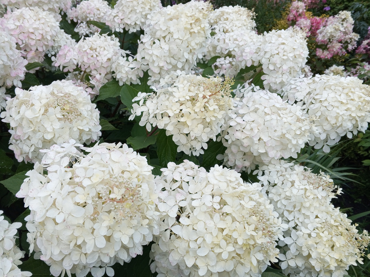 Гортензия Фантом