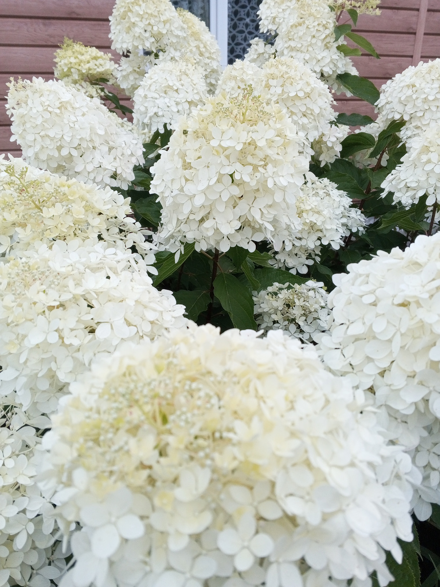 Гортензия Фантом