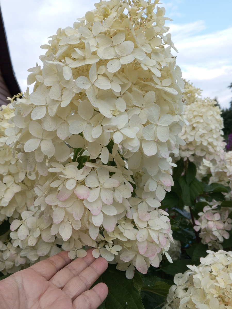 Гортензия Фантом