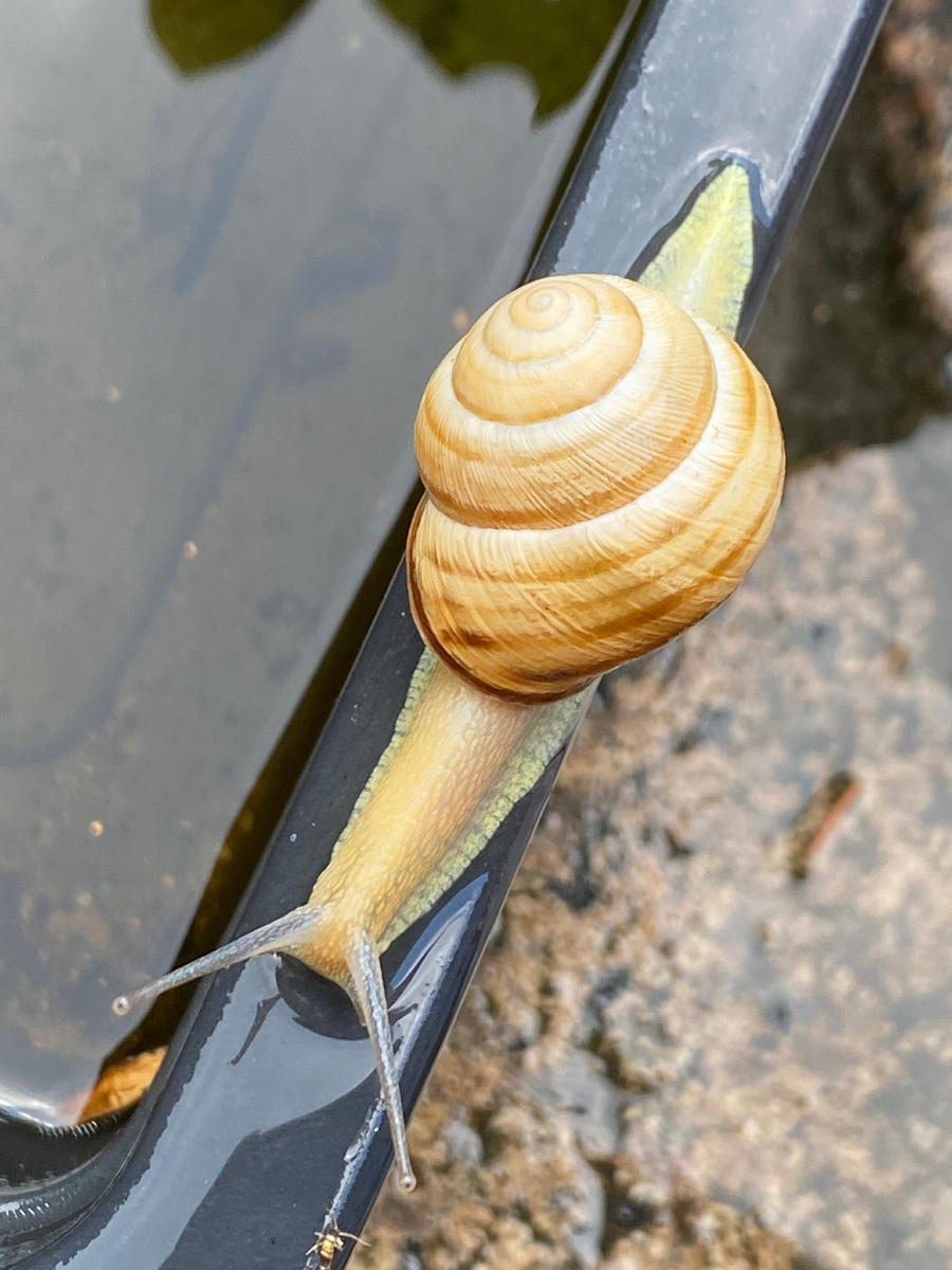 Улитка, фото автора