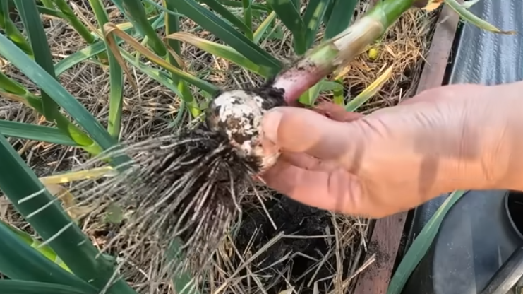 Результат белорусского метода против обычной подготовки грядки