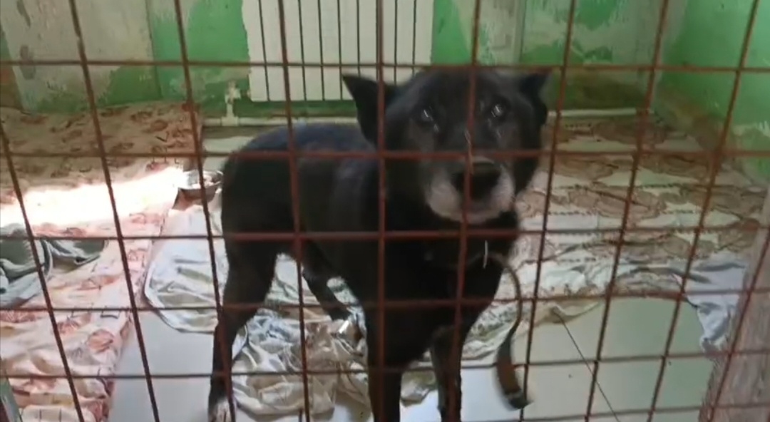 Аксакал встал на лапы .