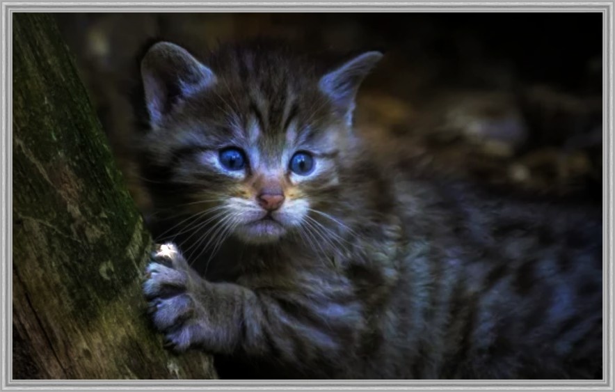 И уж поверьте, в вашей однушке он не приживётся.
