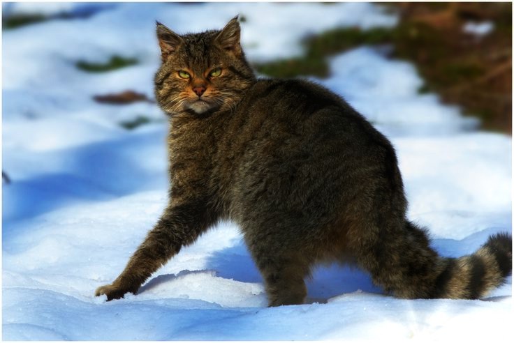 Вы даже можете жить бок о бок с диким Мурзиком и не подозревать о соседстве. Он будет видеть вас мельком, а вы — его едва ли.

