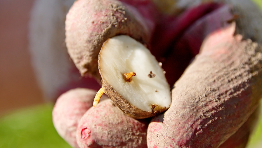 Применяю систему из 3 химических препаратов против проволочника. Картофель чистый уже 4 года подряд