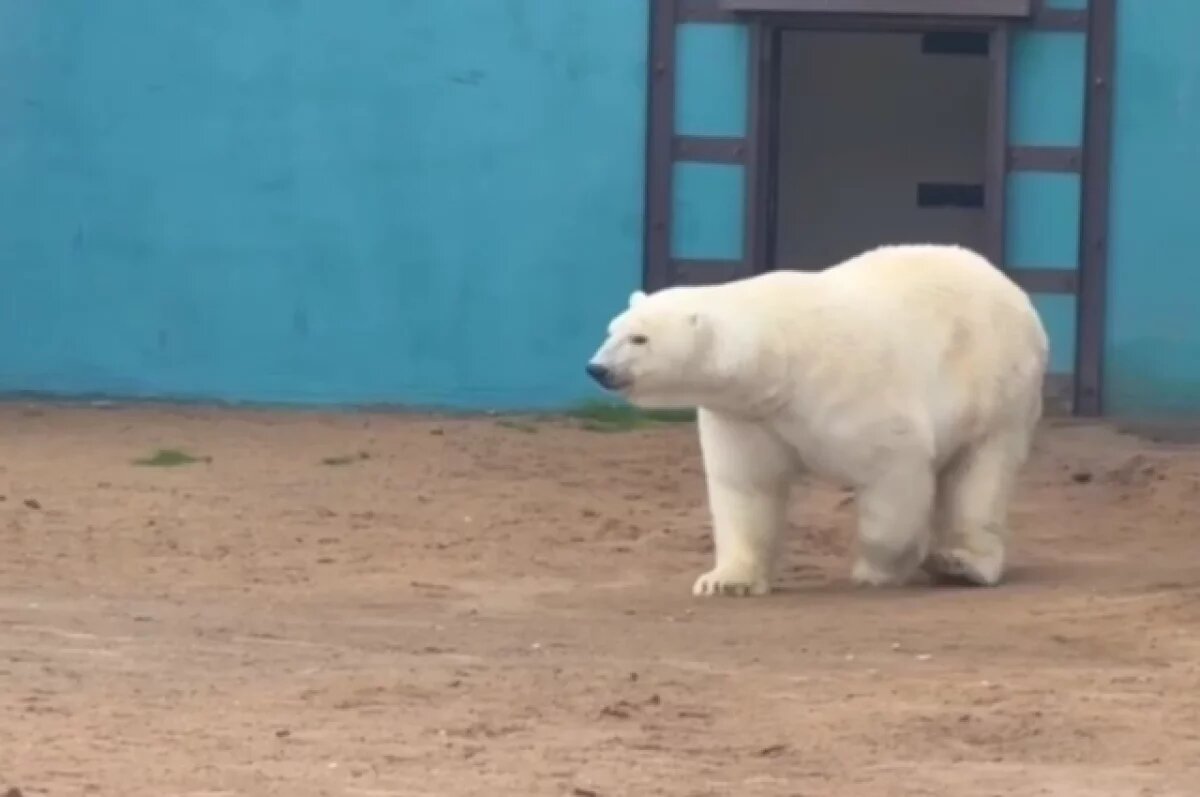    В Сети появилось видео о том, как Сэрику осваивает огромный вольер и бассейн.