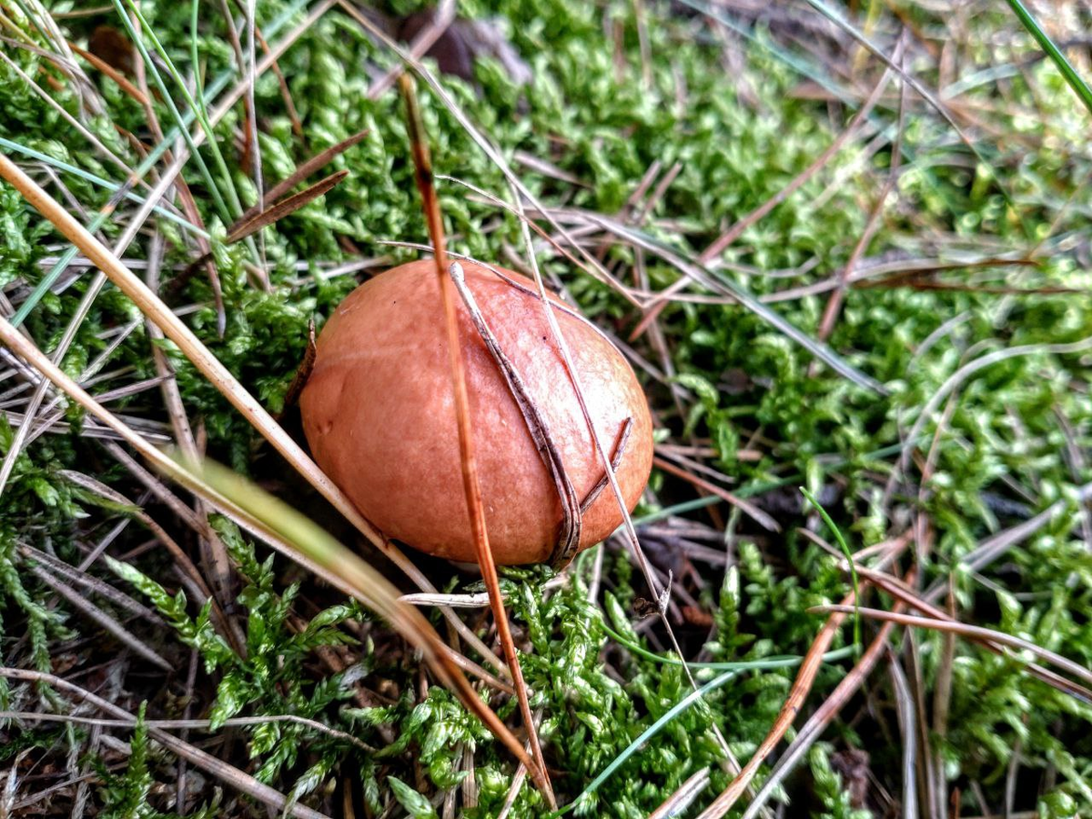 Маслята отходят быстро. Может быть, вырастут другие грибы.