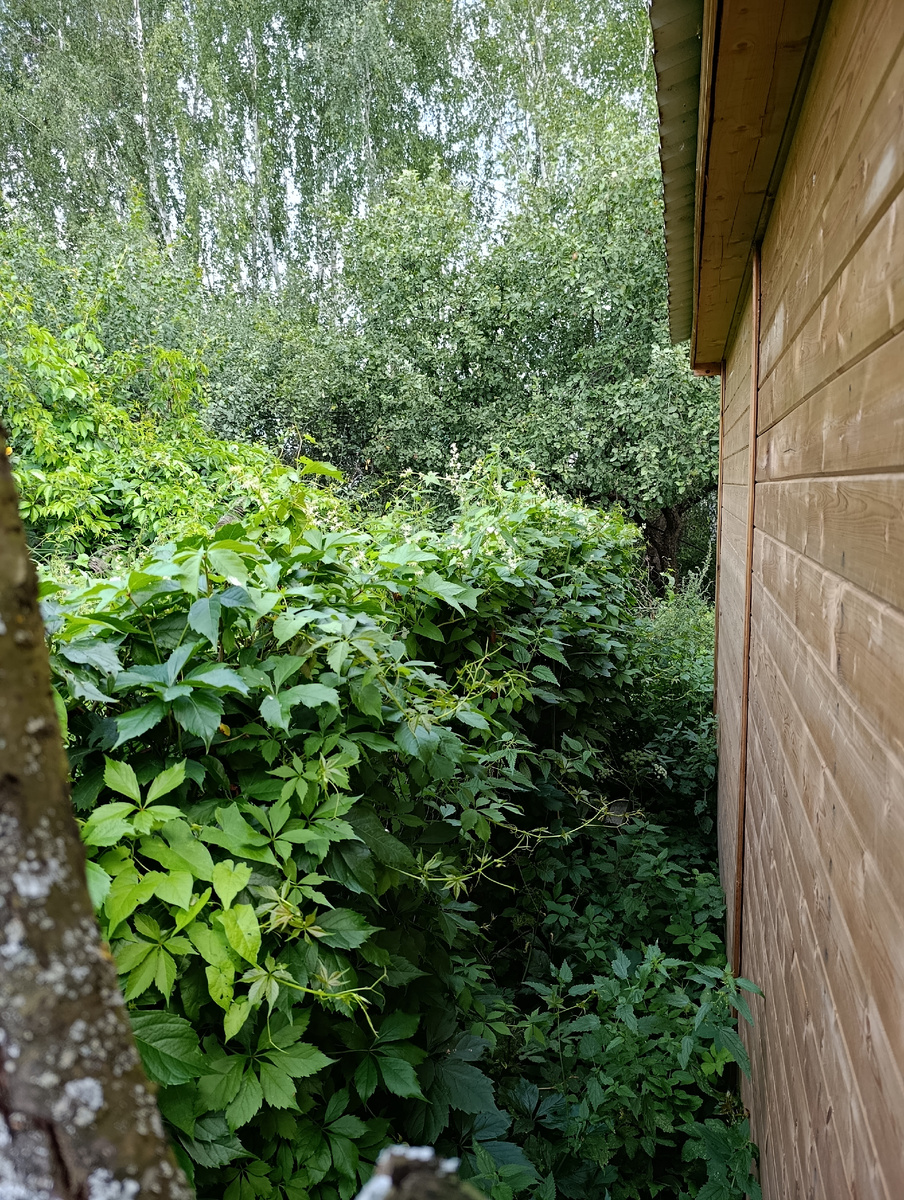 Тут ближе к камере кусок фанеры лежит-гниëт, поэтому сныти мало