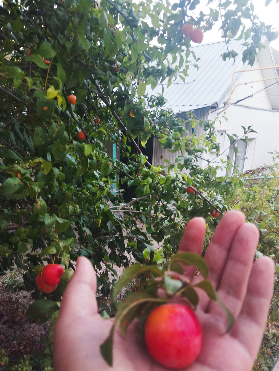 Поспела алыча с нашего дерева 