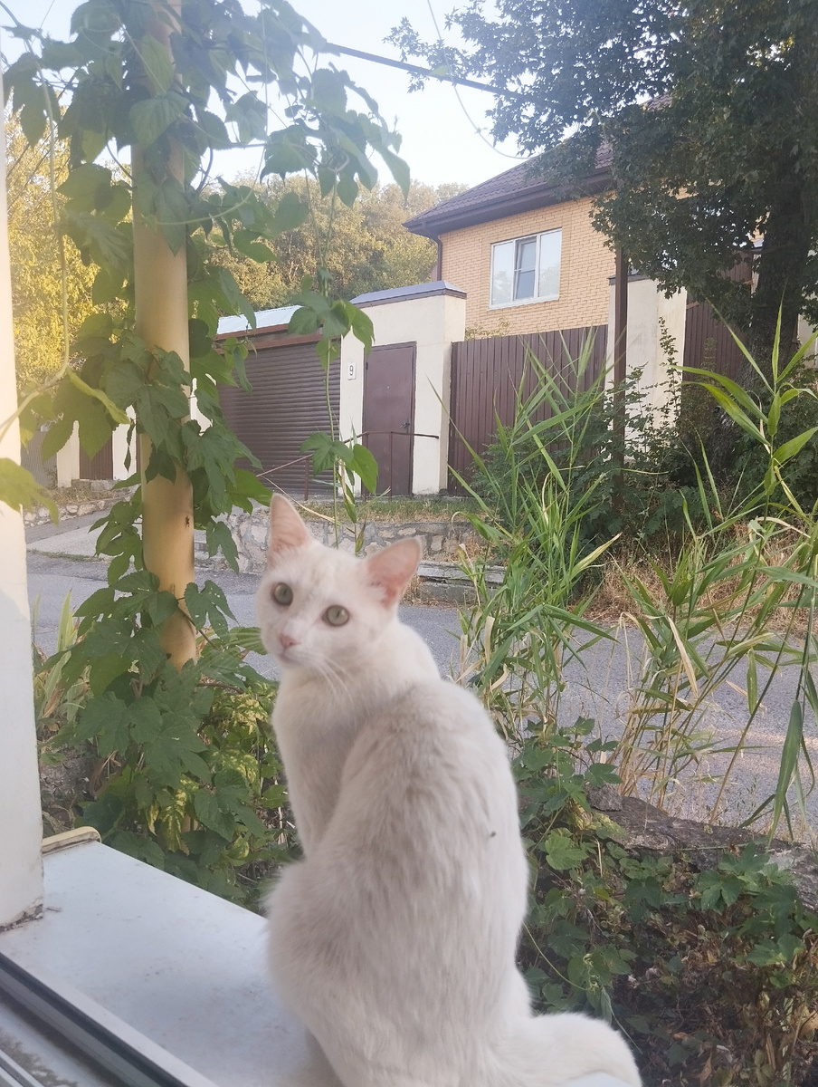 У Бусинки это третий август жизни в нашем доме, а для нас уже четвертый