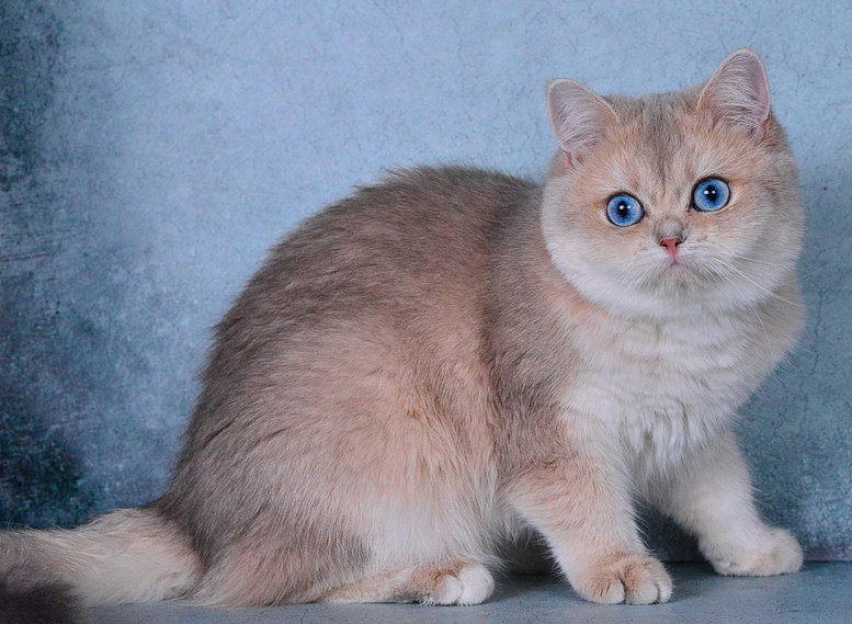 Gourami Blue Ermine Trace