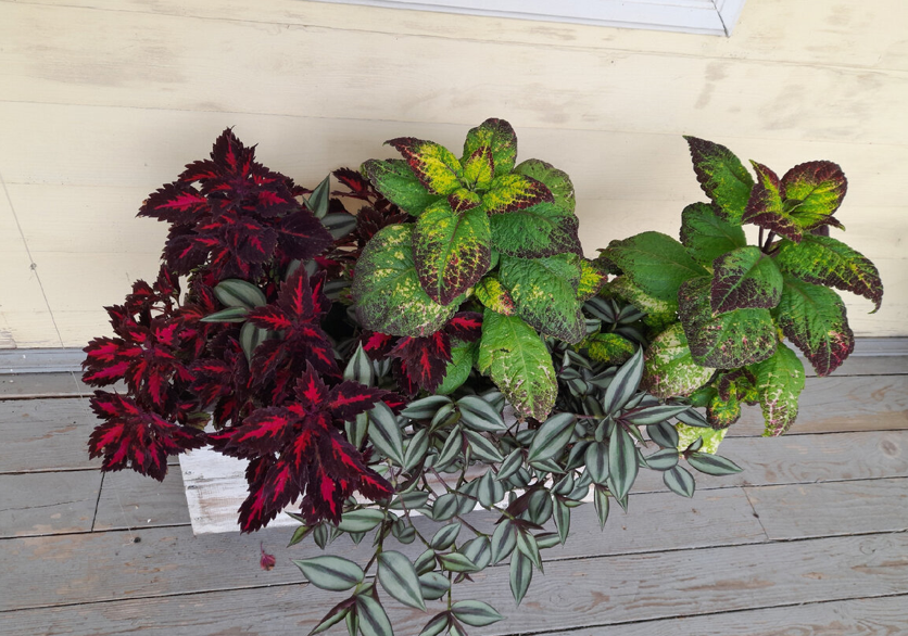 Ну как устоять перед такой красотой?