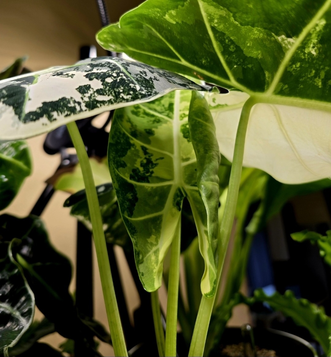 Алоказия разворачивает красивый лист 