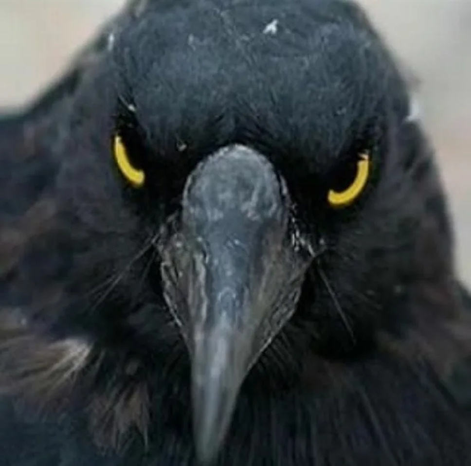 Это не Иннокентий, но похож [https://avatars.mds.yandex.net/i?id=174039798083025540628721e56e4a23_l-10754985-images-thumbs&n=13]