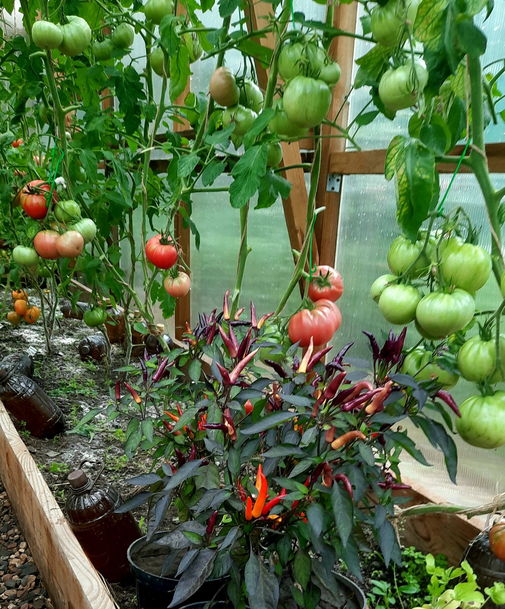 Фото автора.