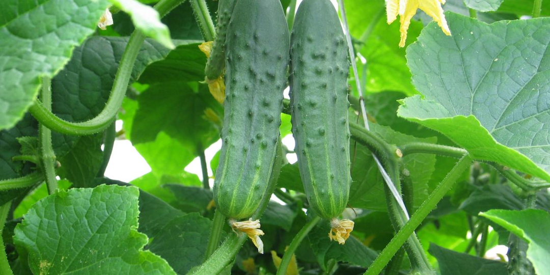 Более идеальных огурцов я ещё не встречала