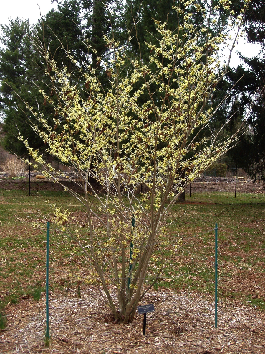 А вот это - молодое растение