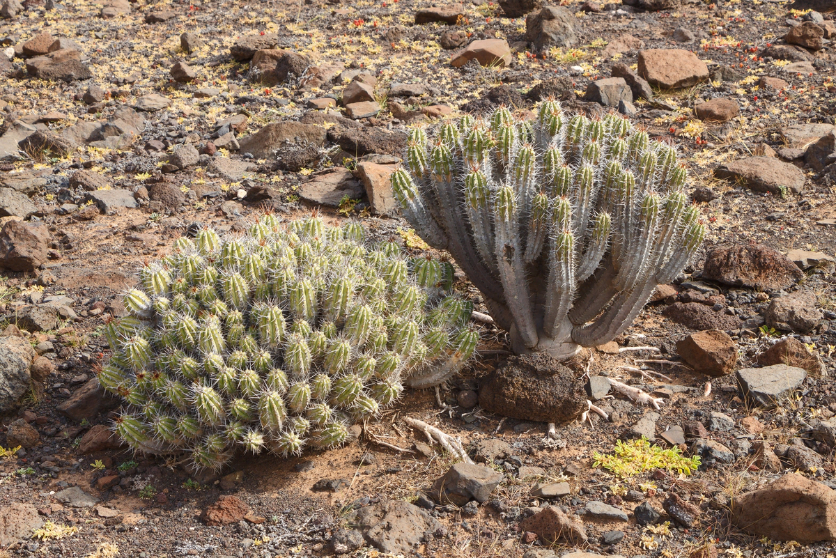Под присмотром старшего брата