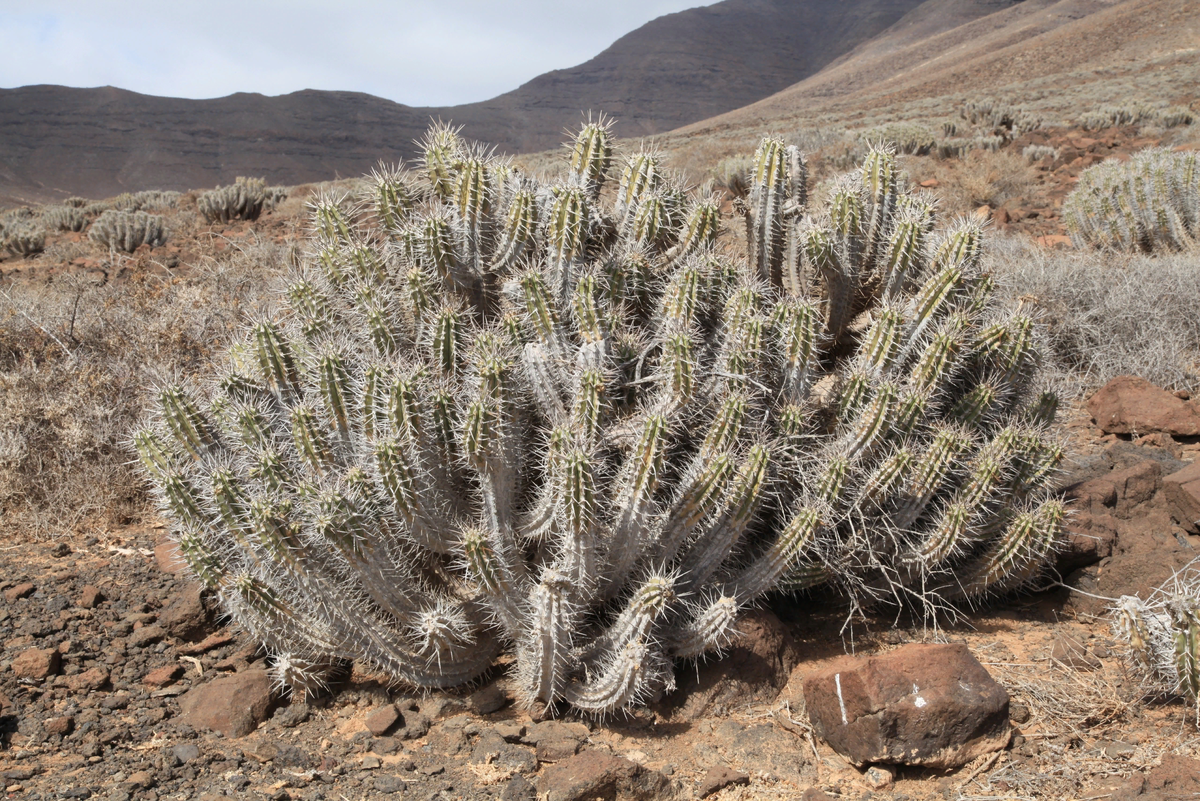 Ну-ка, съешь меня коза!