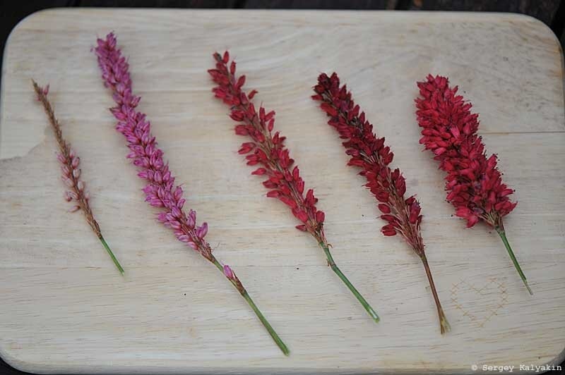 На фото не хватает только белого