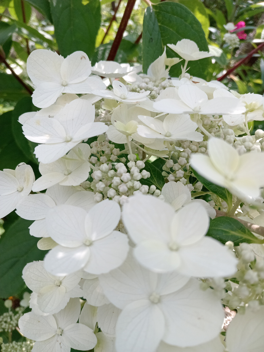 "Вим с Рэд" в июле.