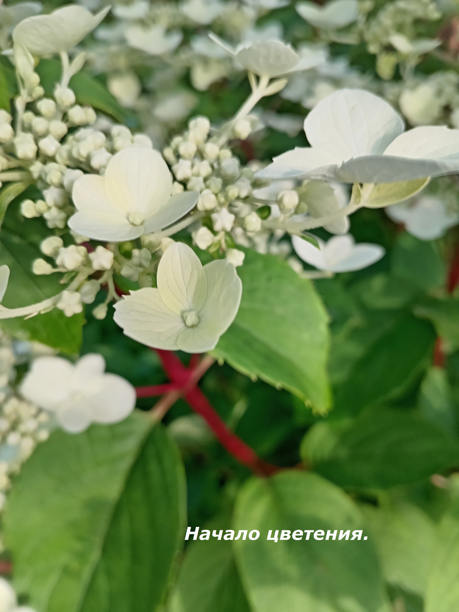 Начало цветения кистей сорта "Вим с  Рэд". 