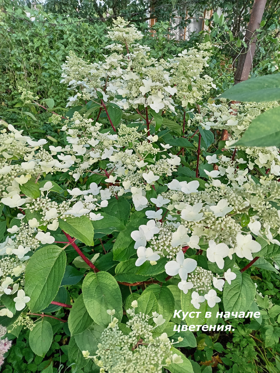 Так выглядит куст в начале цветения.