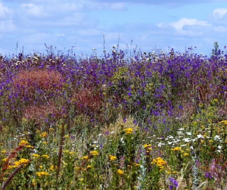    зверобой Редакция Газеты