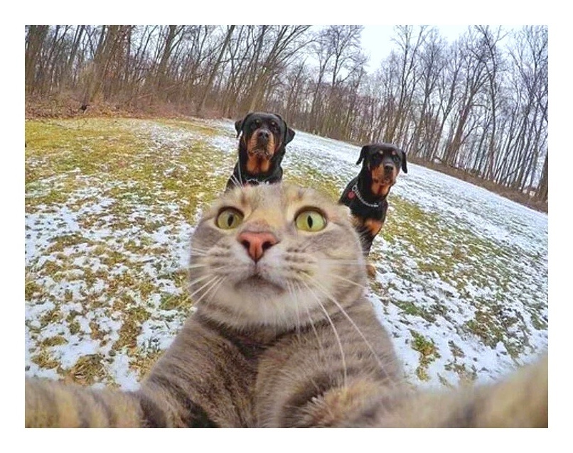 Искала смешную фотку на тему селфи и нашла эту 😁
