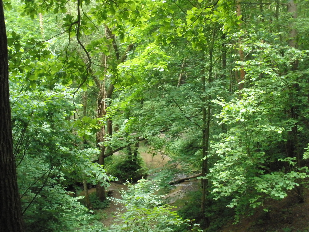 Москва. Битцевский лес. Фото автора Татьяны Лебедь. 2009 г. 