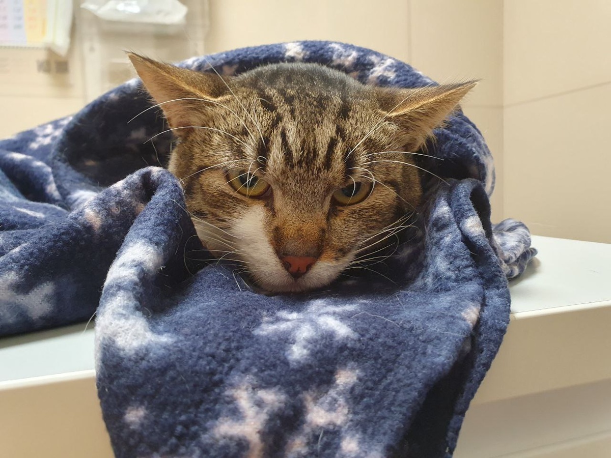 Макс не слишком рад делать УЗИ