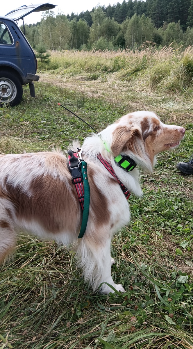 Гордая собака Илсэ