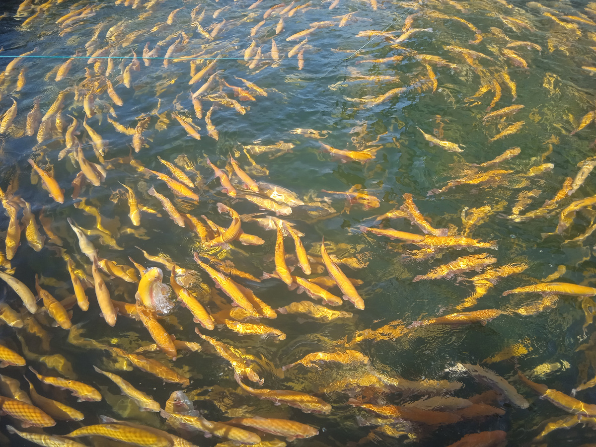 Красивая янтарная форель. 