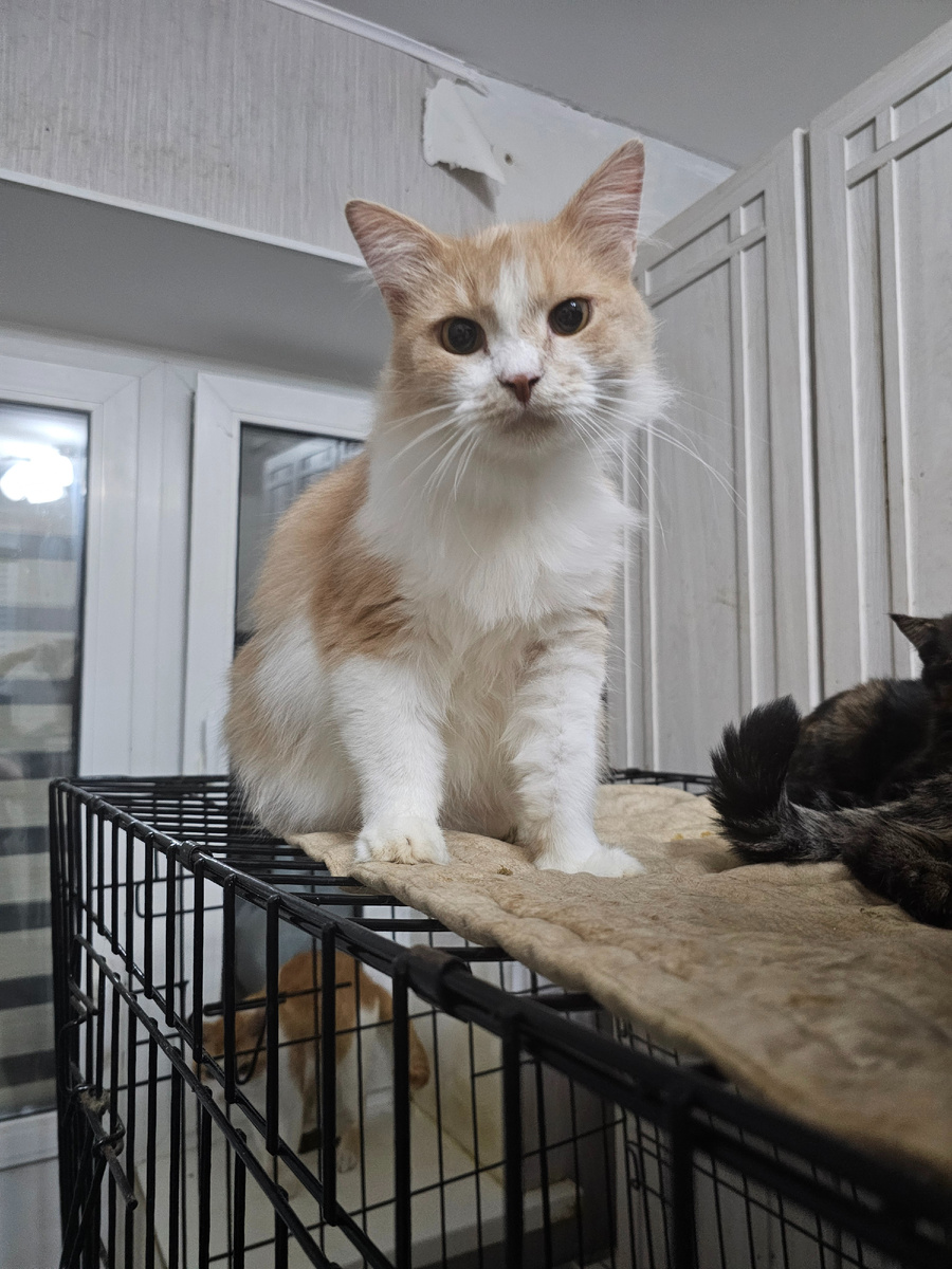 Фото автора. Потапка болеет фип.