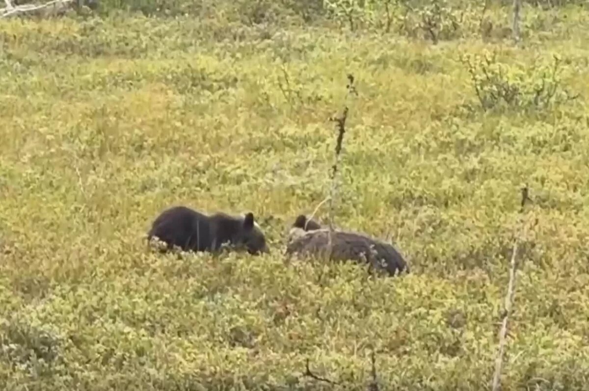    На севере Сахалина заметили мёртвую медведицу и двух детёнышей рядом с ней