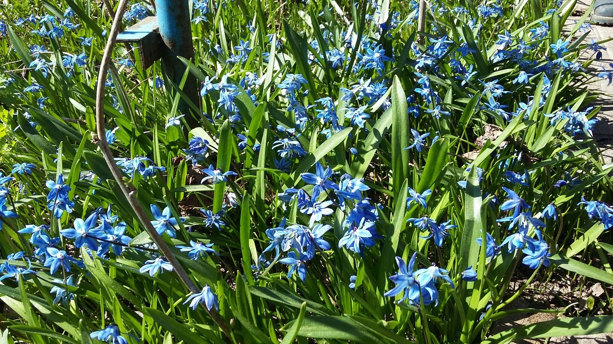 Сциллы на даче выросли из купленных некогда 5 луковичек