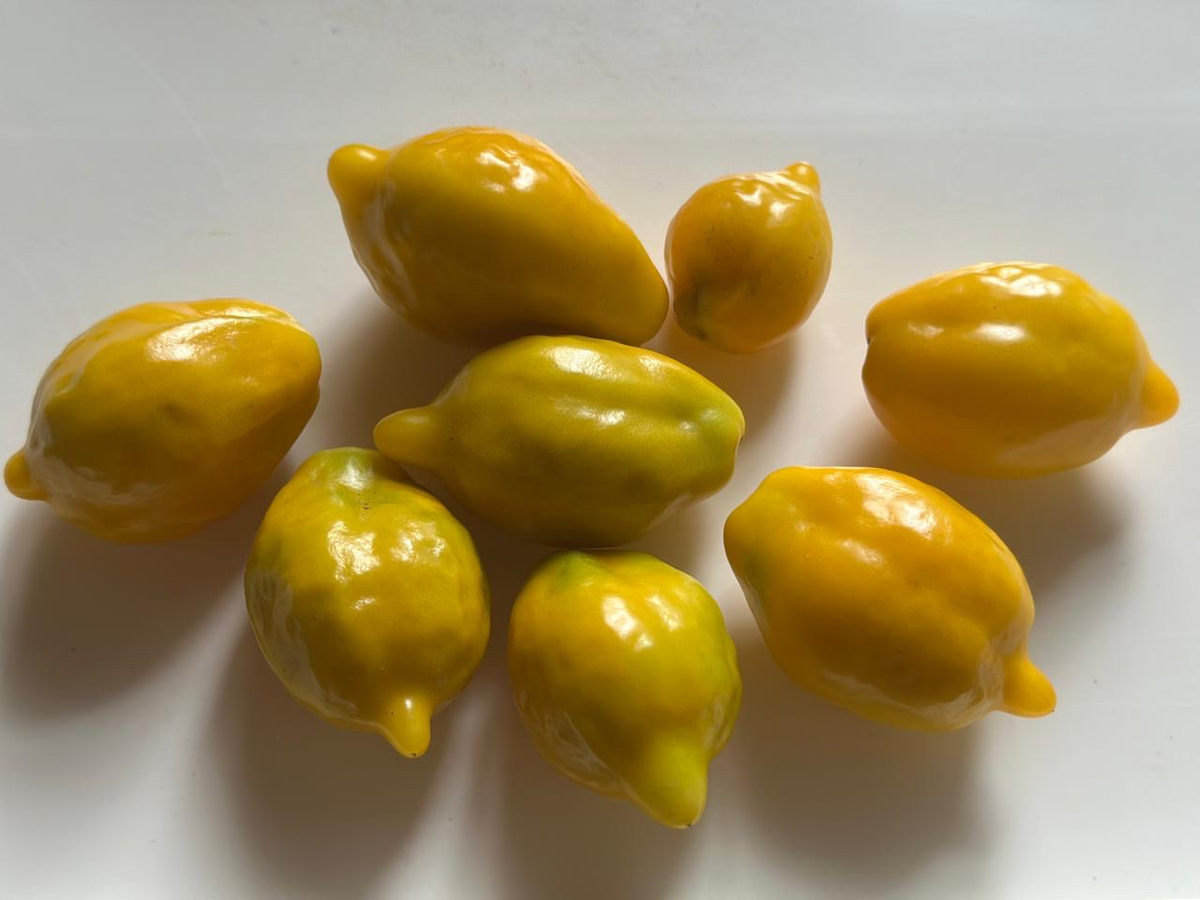 Камера плохо передает цвет, а главное лимонную шершавость. На самом деле, полнейшее сходство с лимончиками у этого сорта томатов. Сорт называется,, Лимонная Лиана.’’ 