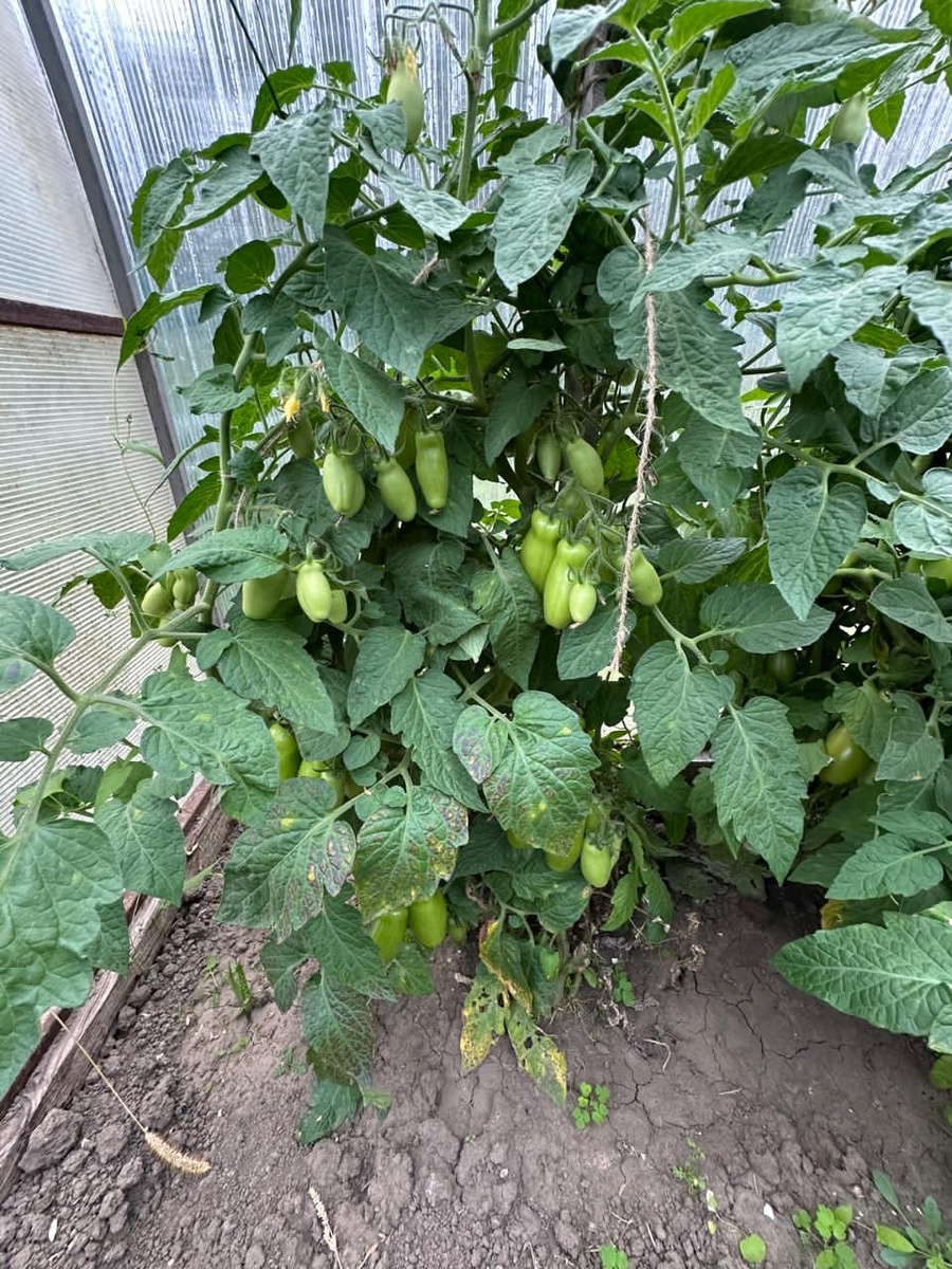 Низкорослый, не требующий пасынкование, обильно плодоносящий, вкусовые качества отменные, плюс шкурка устойчива к засолке и маринованию. Обильно плодоносящий, с куста ведро собираю. А главное, что мне в нём нравится, он живёт спокойно без моего внимания, посадила и забыла до августа. 