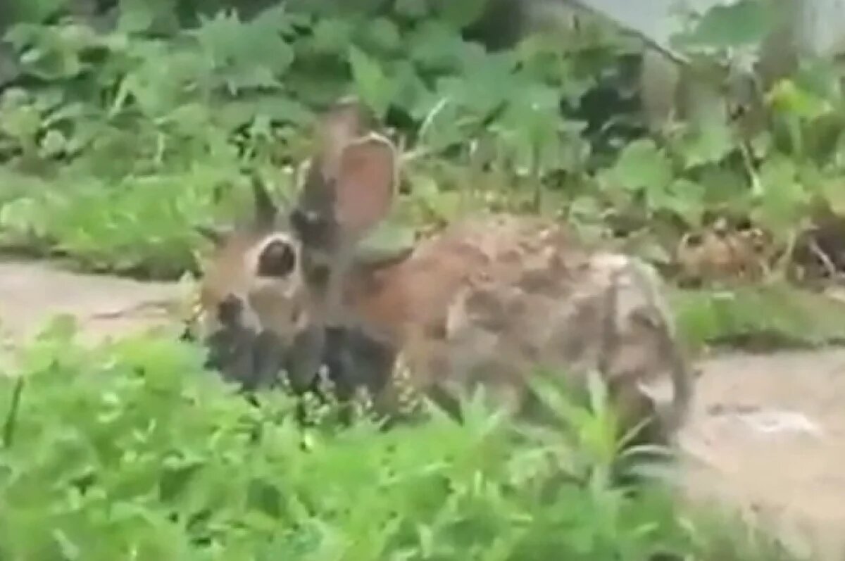    Ветеринар Неронов сказал, как бороться с редкими «рогатыми» кроликами