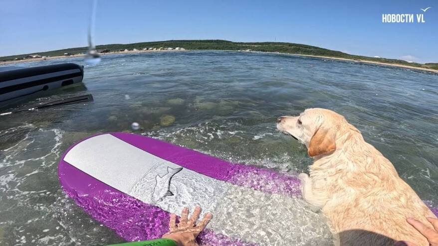    Источник фото: Новости VL