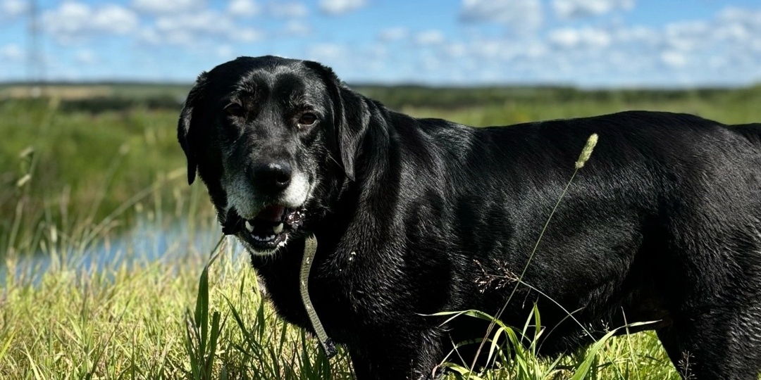 Леля- история о предательстве, спасении и надежде на любящий дом