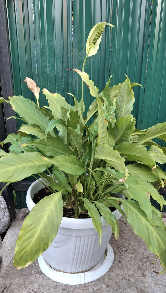 Горшок с цветком