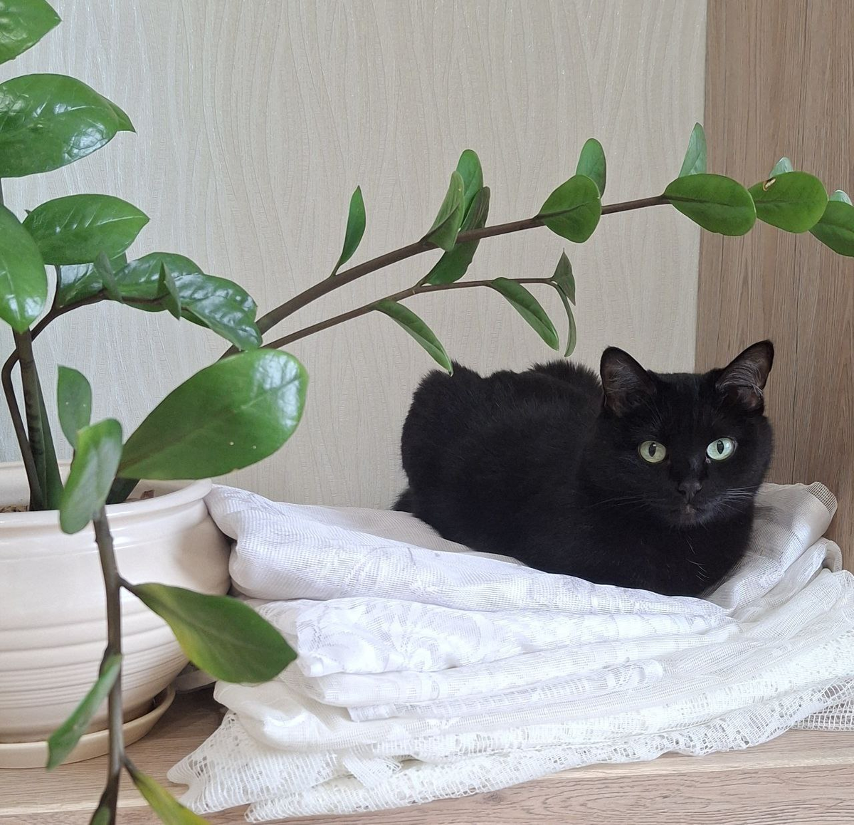 Тюль и моя моя кошатина Ночка)))