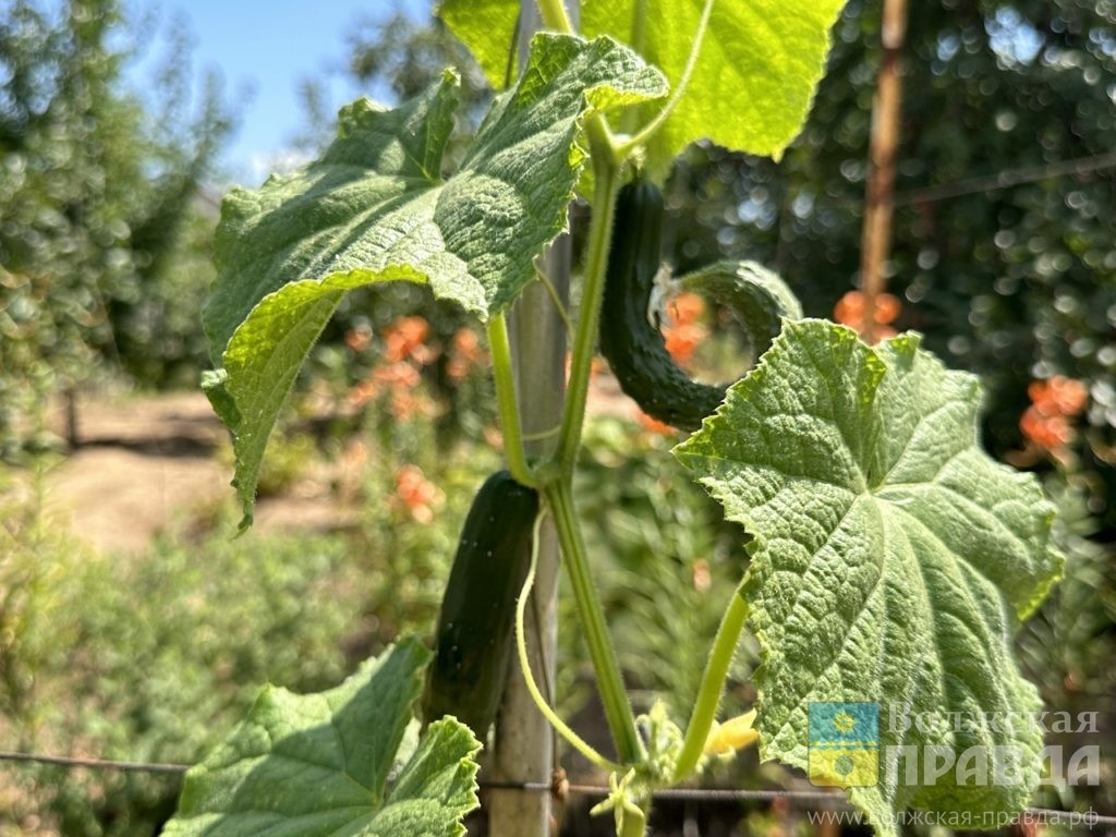     17 августа – Авдотья Малиновка: для чего нужно собирать малину и убирать огуречную ботву
