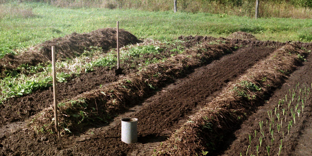 Осенний секрет богатого урожая: что я сажаю после картошки, чтобы земля отдыхала и богатела