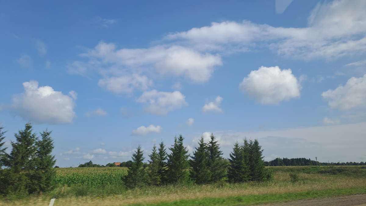 Поле кукурузы(фото автора)