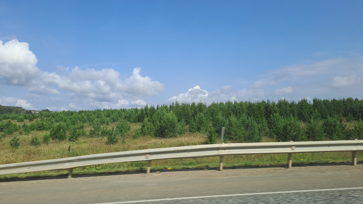 Поле,  зарастающее молодым лесочком (фото автора)