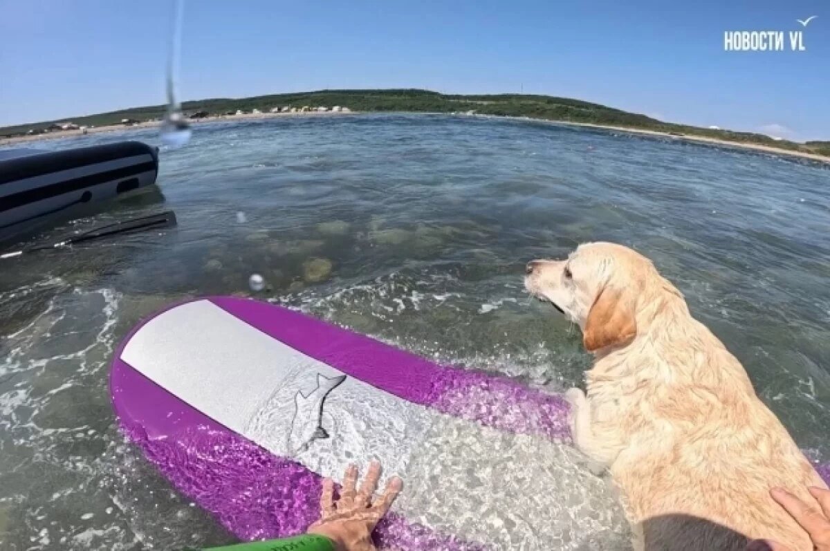    Он оперативно вытащил животное на мелководье, а затем вернул его владельцам